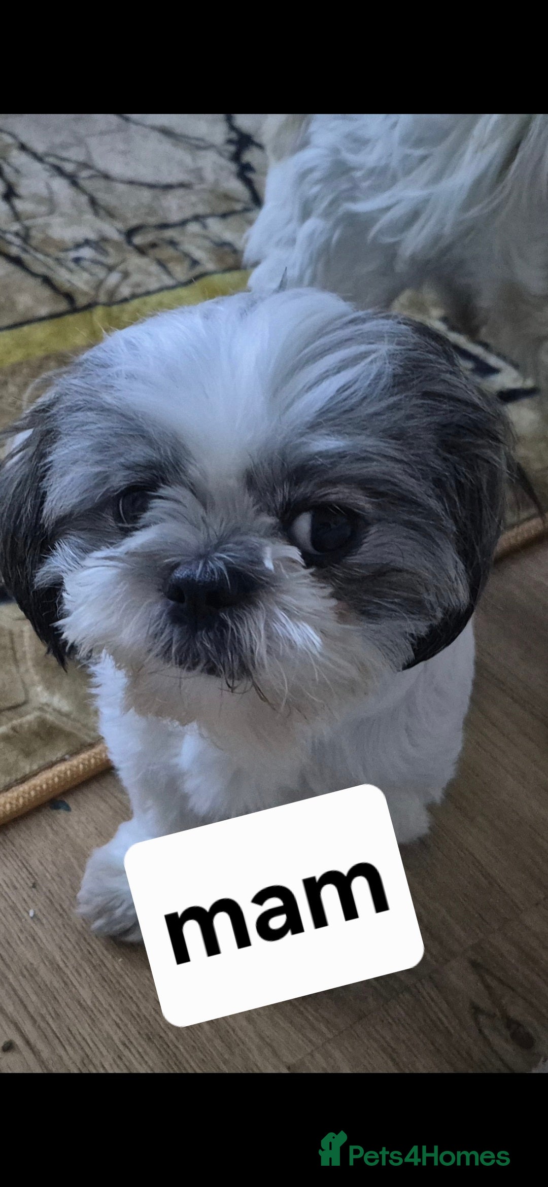 Shih Tzu dogs for sale: Shih tzu - Advert 10