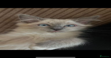 Ragdoll cats Beautiful ragdoll kittens  - Advert 7