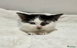 Mixed Breed cats for sale: Kittens for Sale !! - Image 12