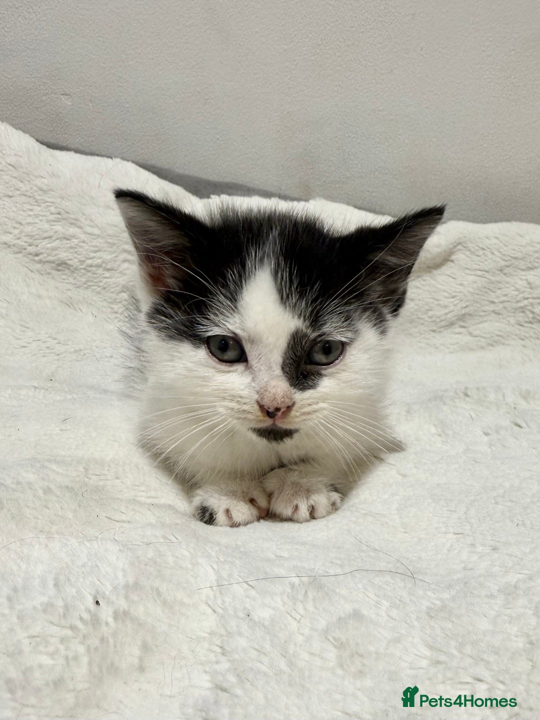Mixed Breed cats for sale: Kittens for Sale !! - Image 12