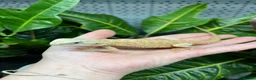 Bearded Dragon reptiles for sale: Baby Bearded dragons At Urban Exotics  - Advert 4