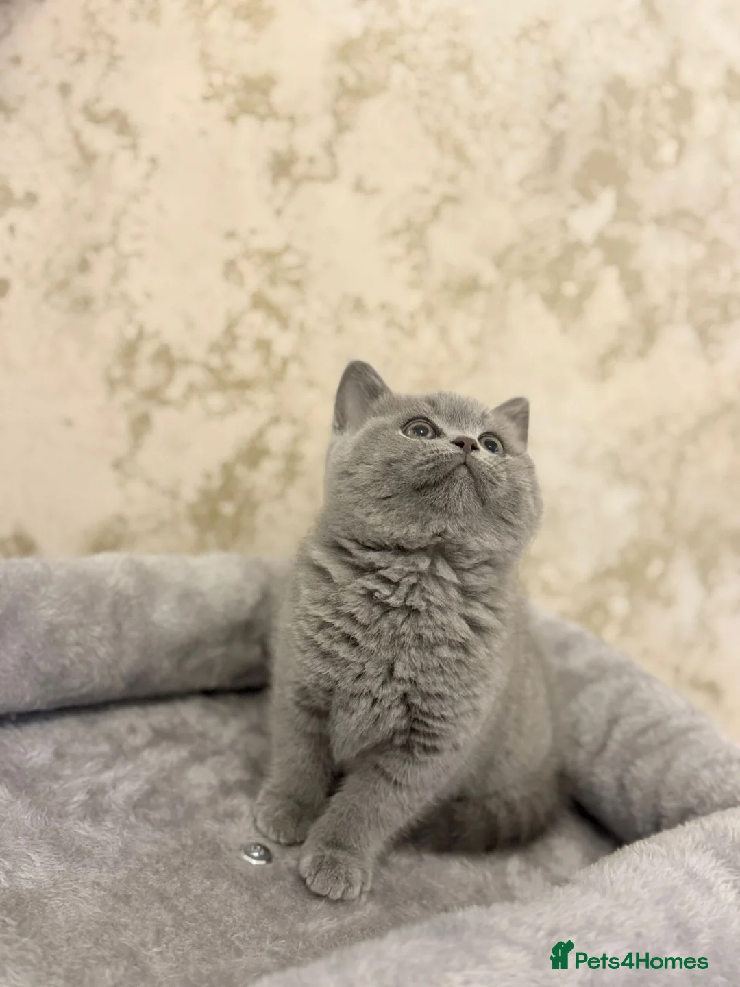 British Shorthair cats for sale: 3 month old british short hair pure breed - Advert 3