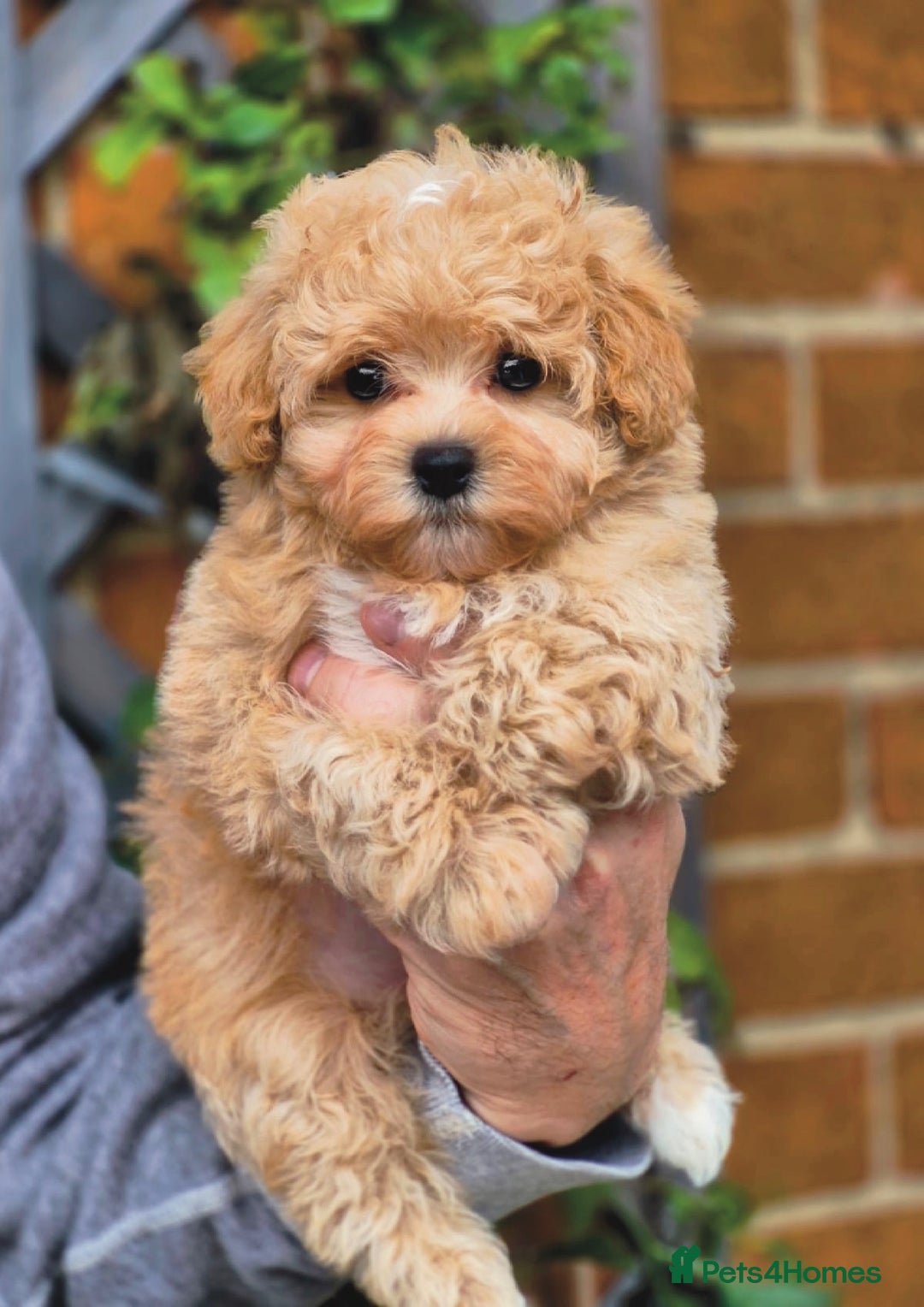 Maltipoo dogs for sale: Amazing Korean/English Teddy bear Maltipoo Puppies - Image 9