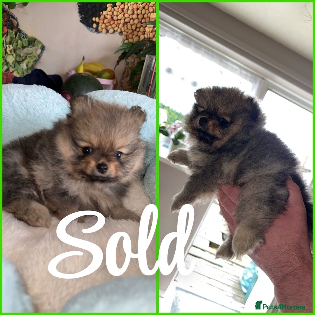 Pomeranian dogs for sale: Pomeranian puppies  in Ebbw Vale - Image 5