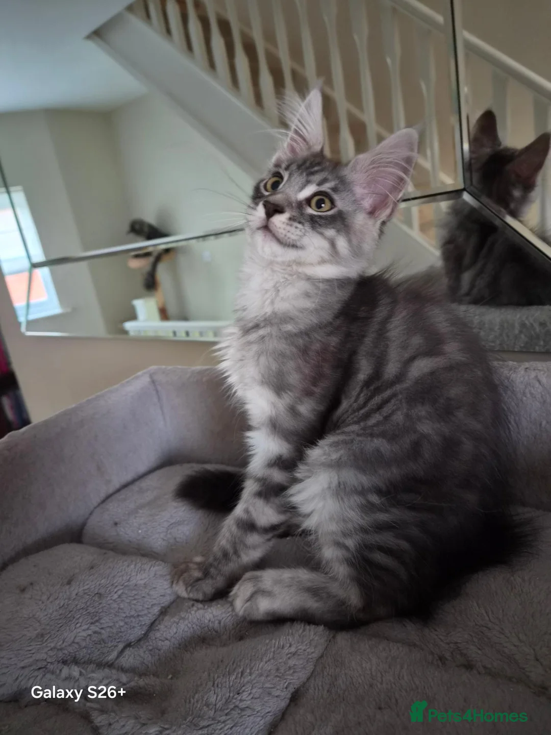 Maine Coon cats for sale: PROUDLY LICENSED, FULLY REGISTERED CATTERY!!  - Advert 1