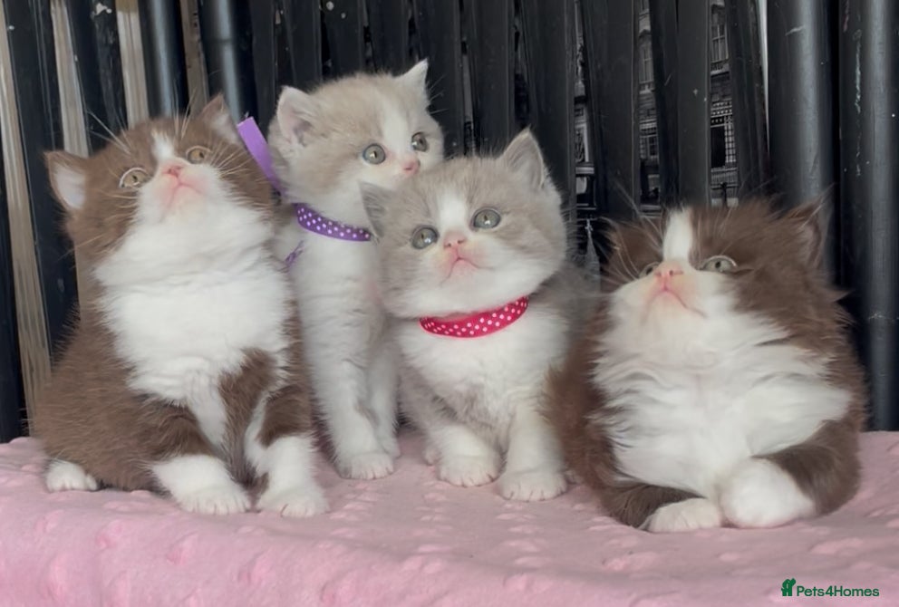 British Shorthair cats for sale: Beautiful BSH Champion line Kittens  - Advert 18