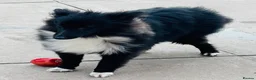 Shetland Sheepdog dogs for sale: Very pretty black bi girl  - Advert 14