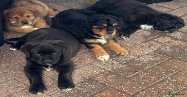 Mixed Breed dogs - Advert 6