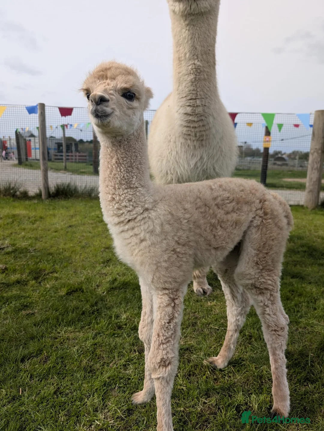 Alpaca livestock for sale: 7 month old intact male alpaca for sale  in Abergele - Advert 3