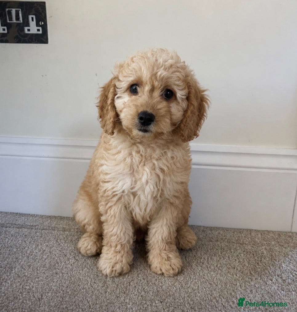 Cavapoo dogs Extensively health tested red Cavapoo babies - Advert 1