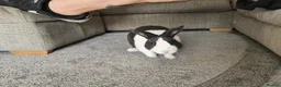 Dutch rabbits for sale: Dutch rabbit rehoming needed in Leeds - Advert 4