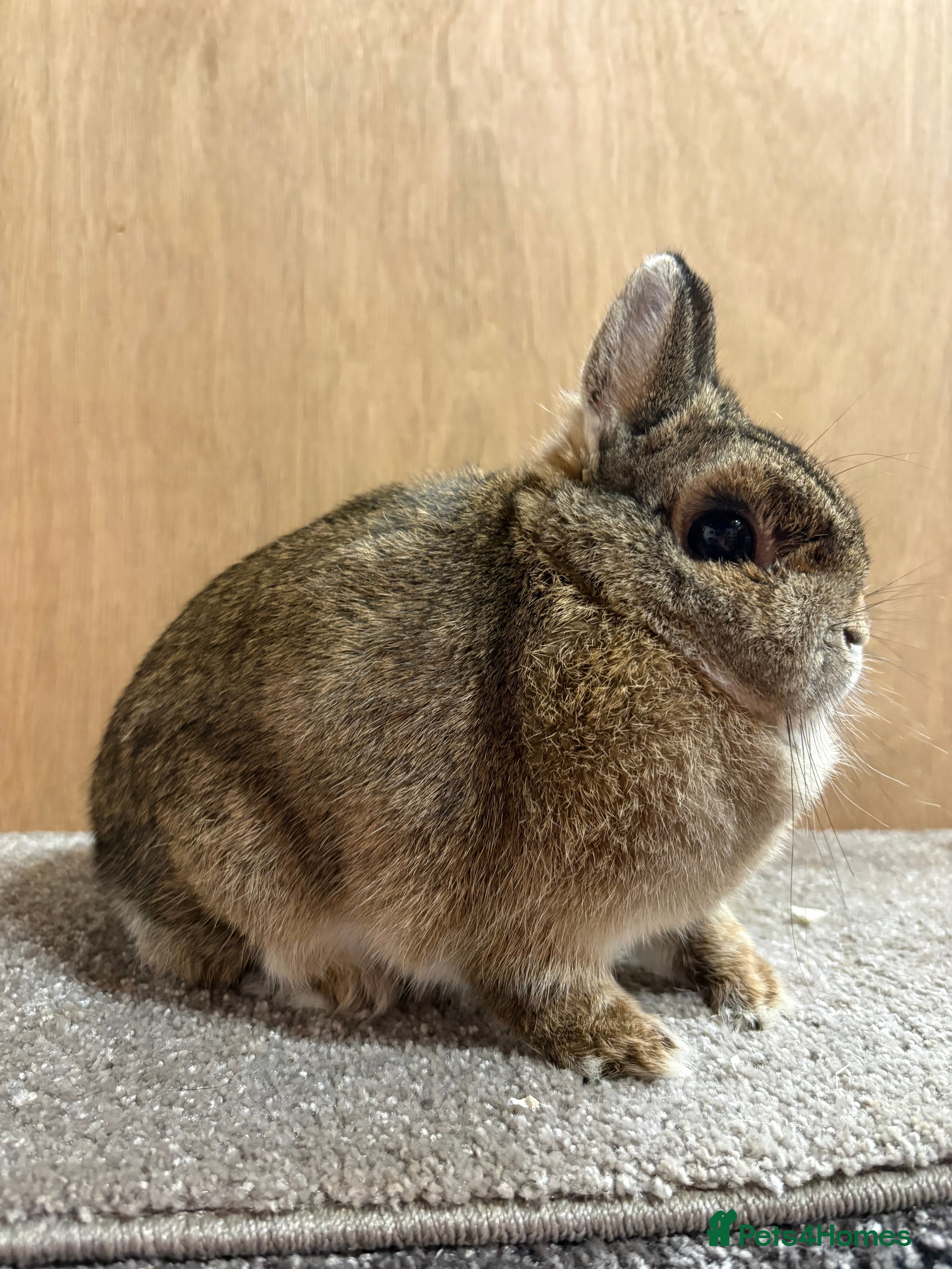 Netherland Dwarf rabbits Netherland Dwarf Adult Girl - Advert 20