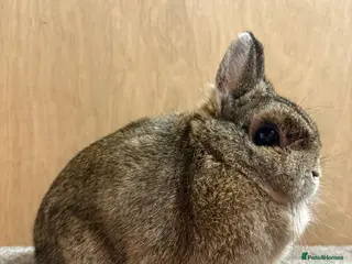 Netherland Dwarf rabbits Netherland Dwarf Adult Girl - Advert 20