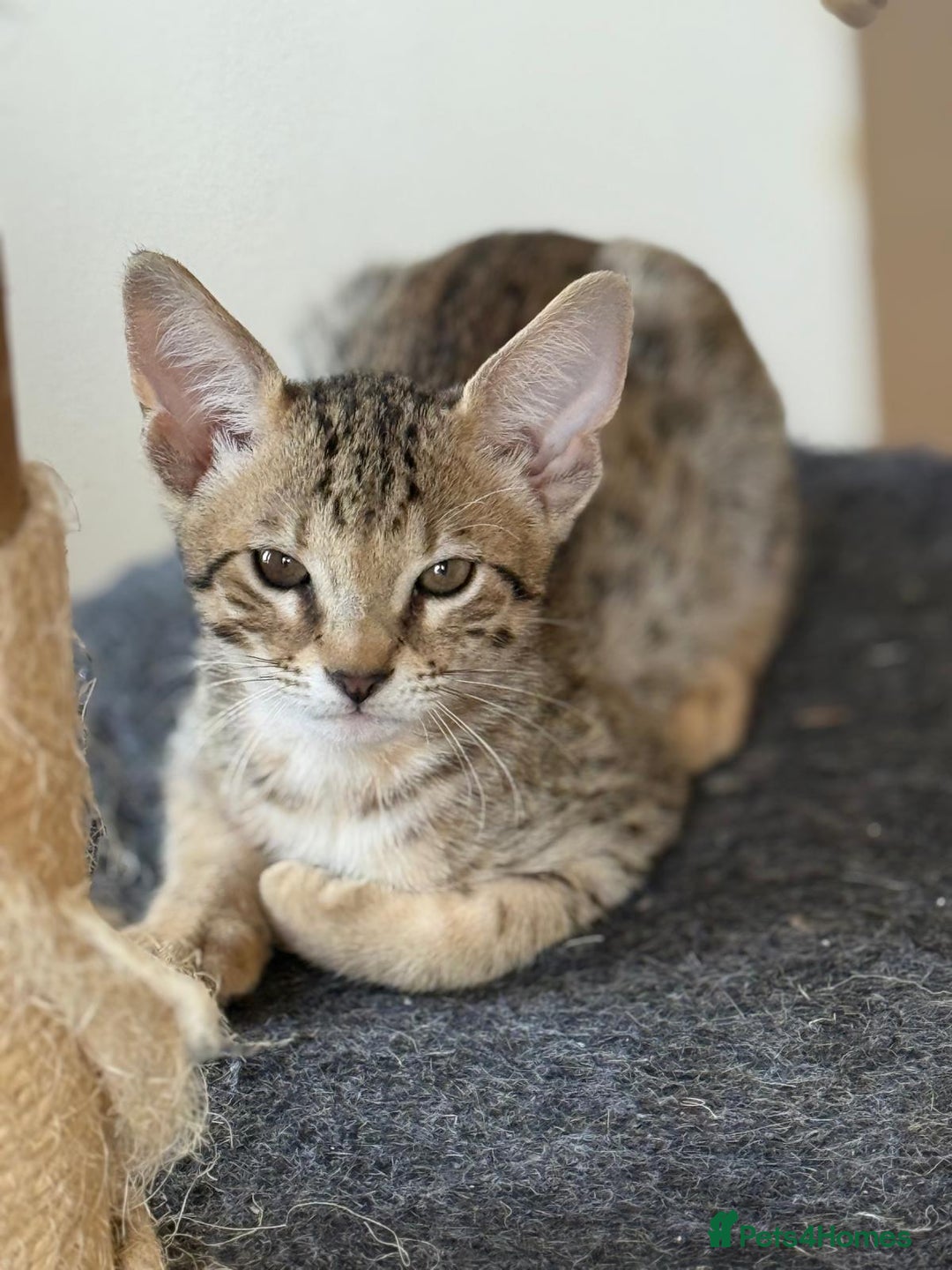 Savannah cats for sale: Stunning F4 kittens ready for their forever homes - Image 6