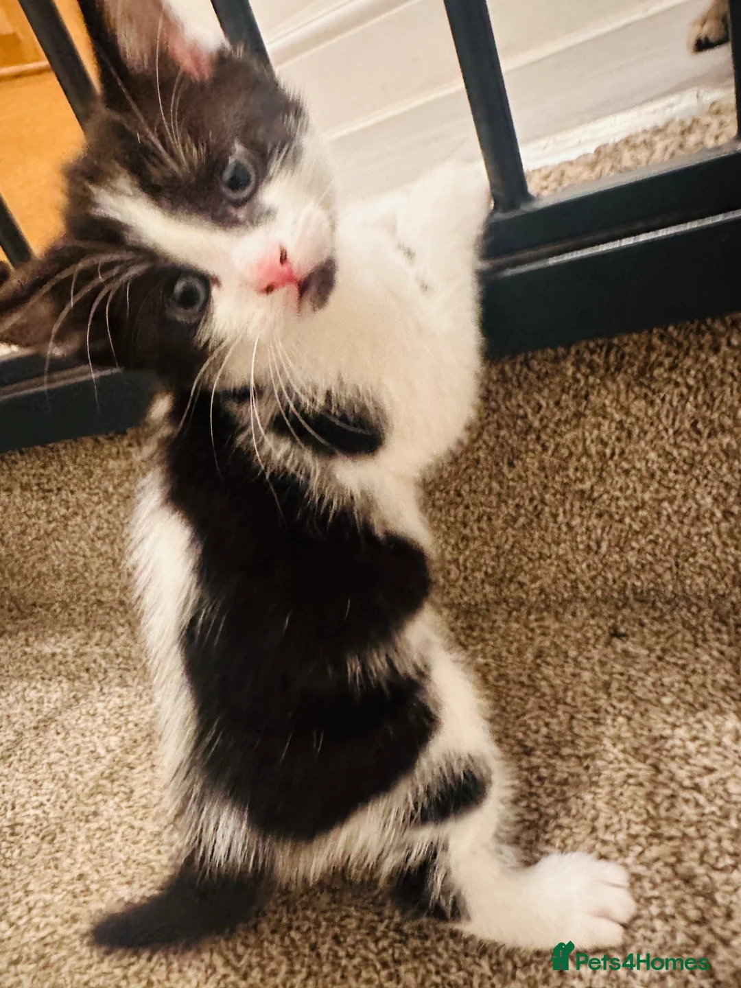Mixed Breed cats for sale: Mixed tabby kitten male - Advert 4