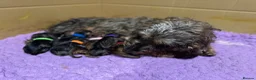 Dachshund dogs for sale: Stunning Kc standard wirehaired  - Advert 2