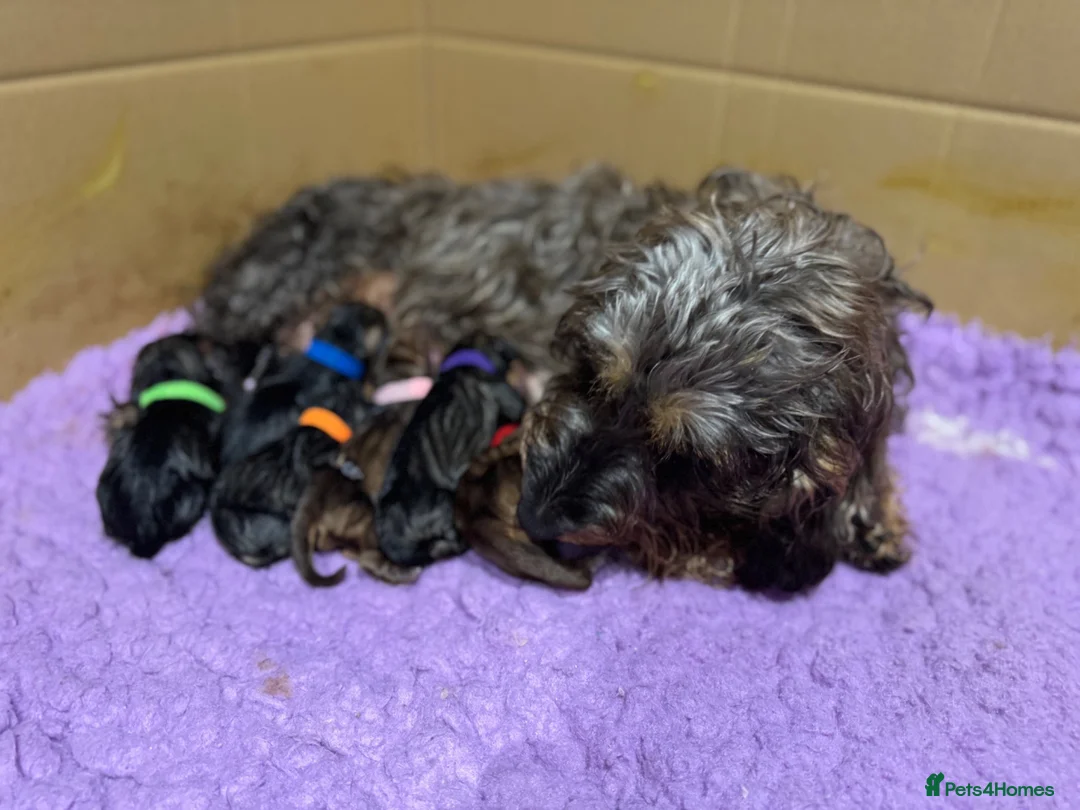 Dachshund dogs for sale: Stunning Kc standard wirehaired  - Advert 2