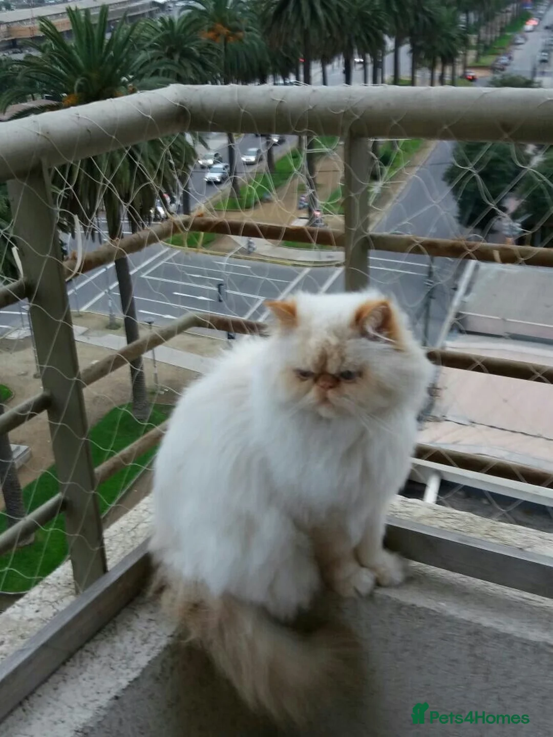 Persian cats for sale: Urgent Home Needed – Suki 🩷 - Advert 2