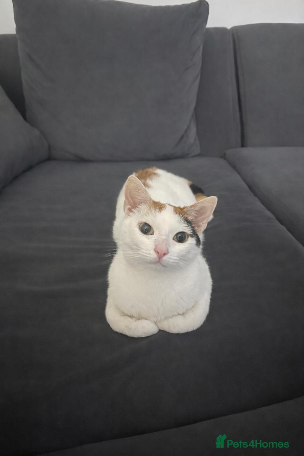 Mixed Breed cats Cat for sale  - Advert 1