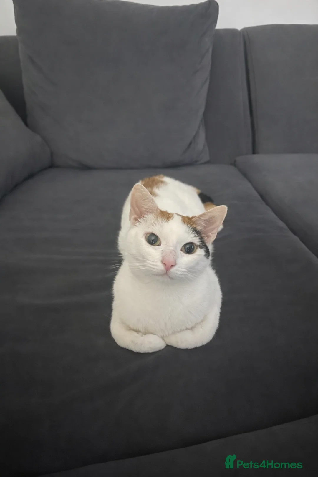 Mixed Breed cats for sale: Cat for sale  - Advert 1