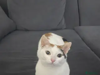 Mixed Breed cats Cat for sale - Advert 1