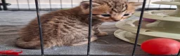 Mixed Breed cats for sale: Bengamese mix litter - Advert 19