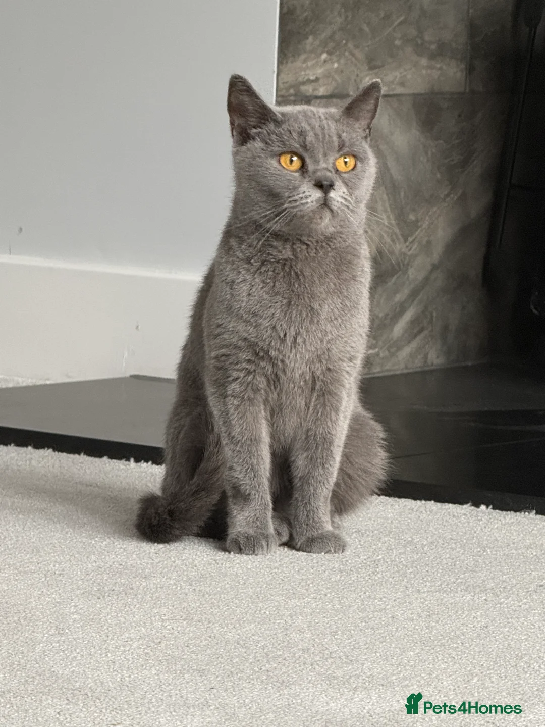 British Shorthair cats for sale: Blue British shorthair  - Advert 2