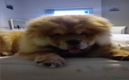 Chow Chow dogs for stud: Chowmazing  - Image 3