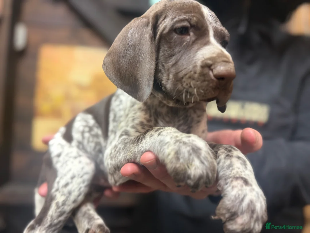 German Shorthaired Pointer dogs for sale: STUNNING LAST GIRL  - Advert 2
