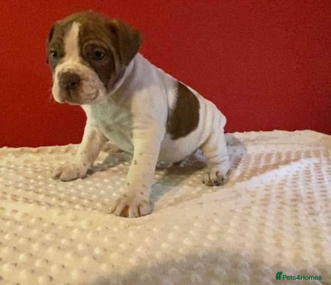 Alapaha Blue Blood Bulldog dogs for sale: TOP QUALITY PURE ALAPAHA BULLDOGS - Advert 12