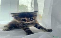 Maine Coon cats for sale: Maine Coon Kittens pedigree  in Boston - Image 9