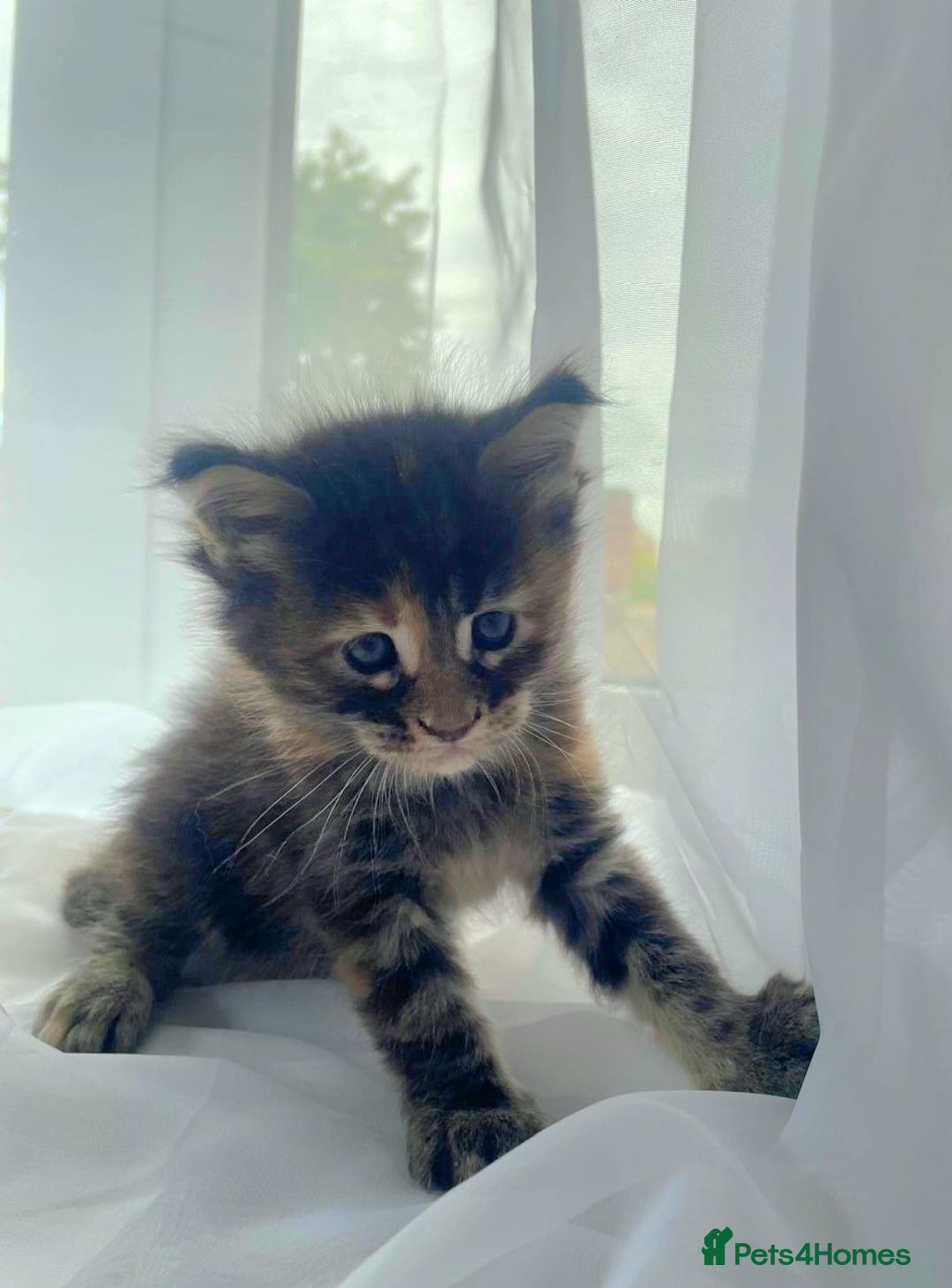 Maine Coon cats for sale: Maine Coon Kittens pedigree  in Boston - Image 9