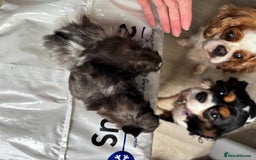 Guinea Pig rodents for sale: 8 week old and 10month old boys and girls - Image 10