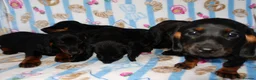 Mixed Breed dogs for sale: I have 6 beautiful Docker spaniels for sale - Advert 9