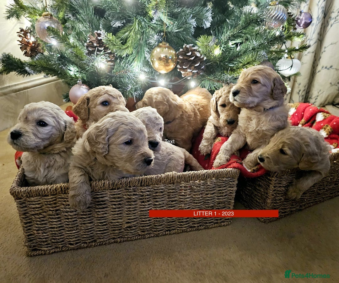 Goldendoodle dogs for sale: Golden Double Doodles - Image 7
