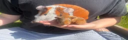 Guinea Pig rodents for sale: Baby Boy/Boar & Baby Girl/Sow Guinea Pigs, Teddy - Advert 7