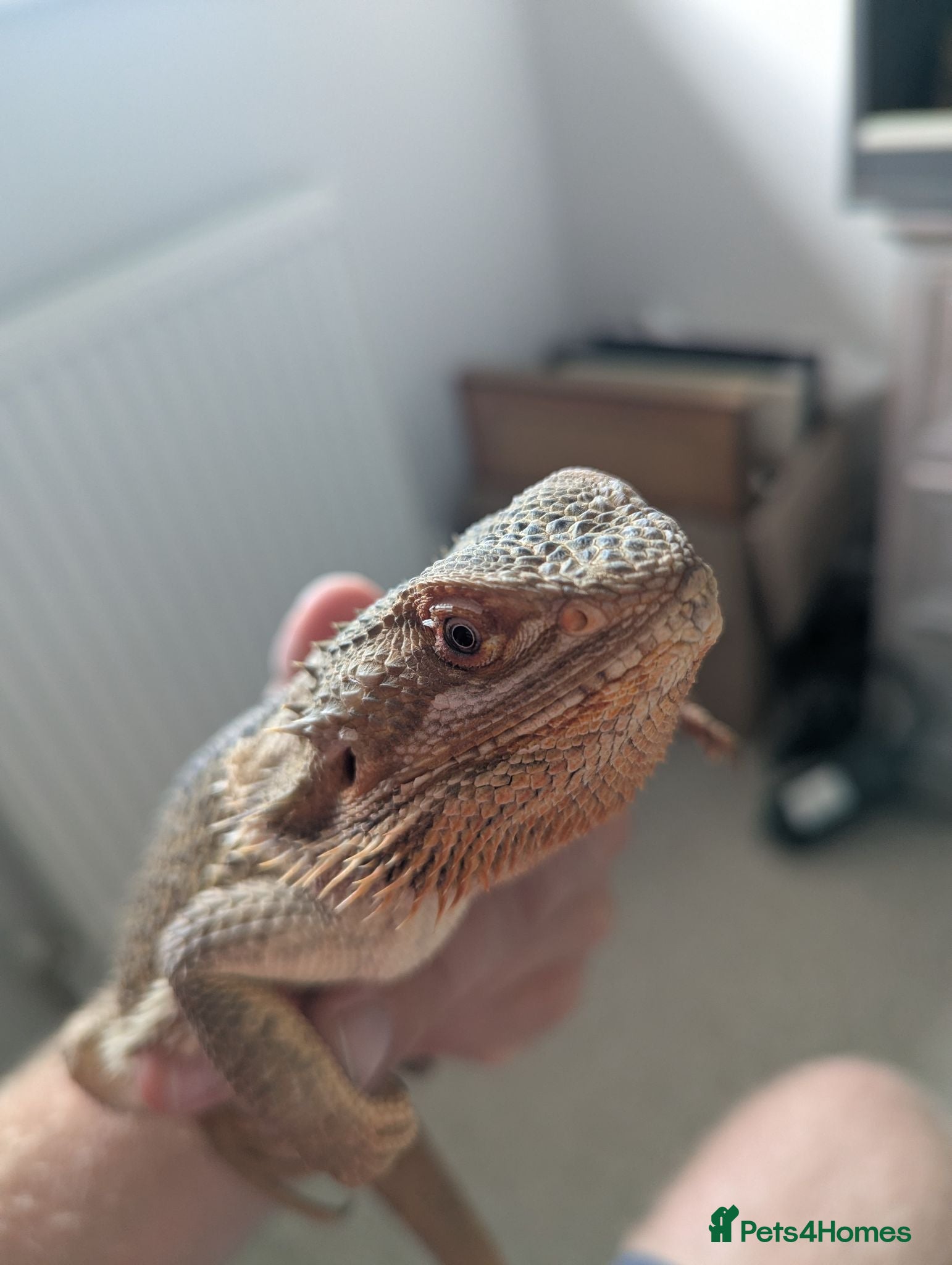 Bearded Dragon reptiles Male bearded dragon for sale - Advert 2