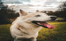 Huskita dogs for sale: Huskita Rehoming - Image 3