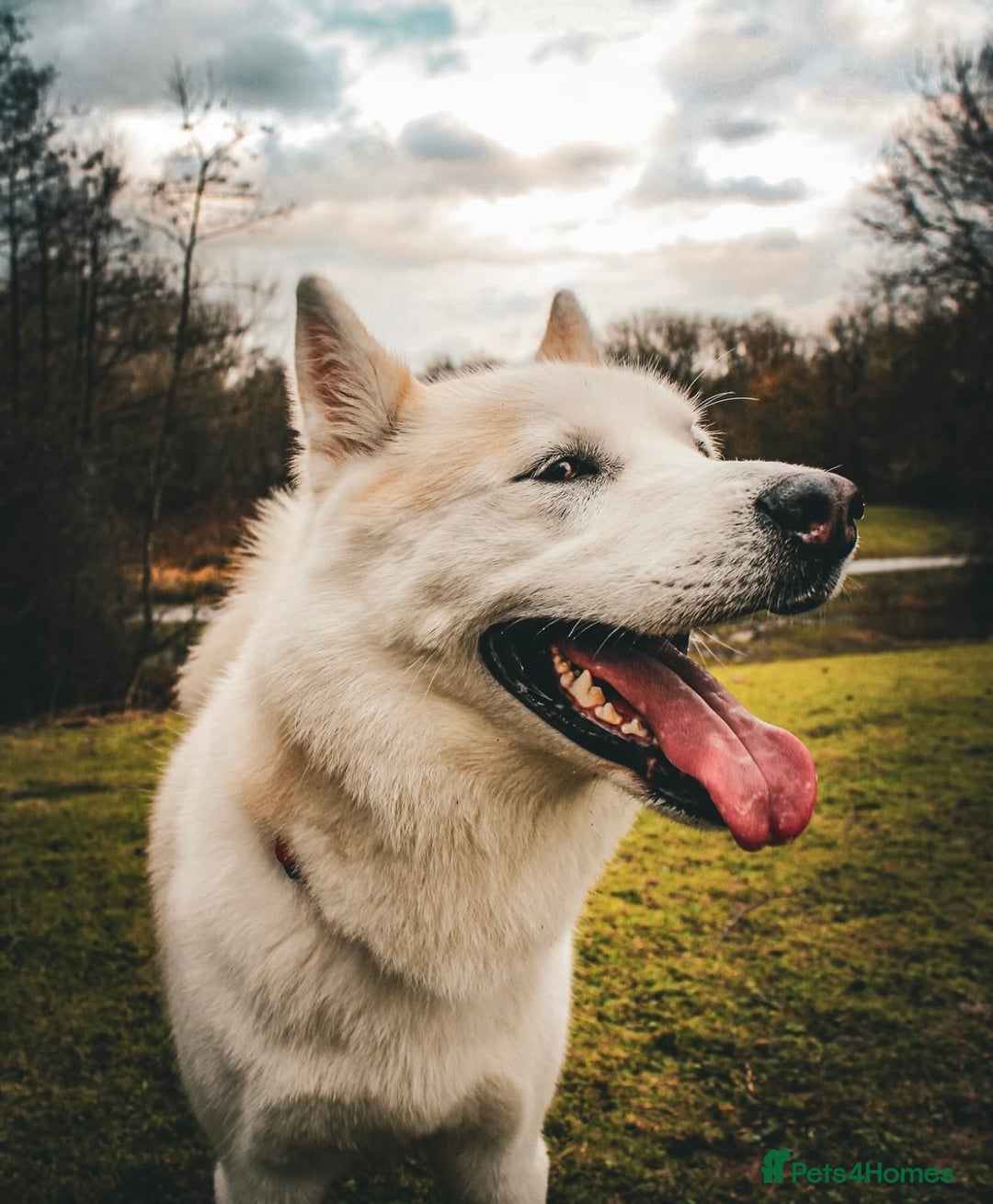 Huskita dogs for sale: Huskita Rehoming - Image 3