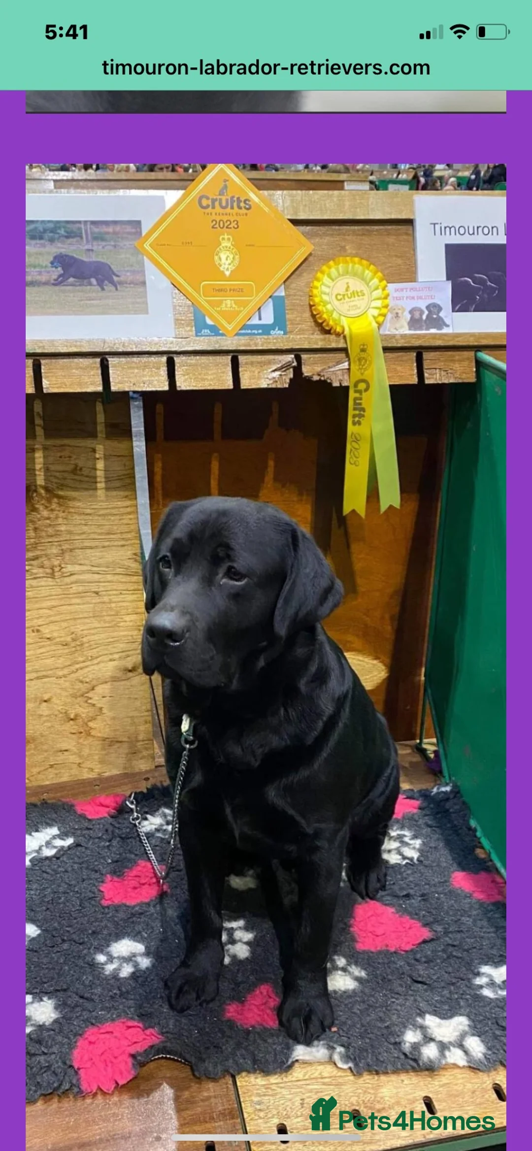 Labrador Retriever dogs for stud: Champion sired health tested Labrador stud proven - Advert 2