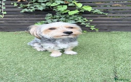 Mixed Breed dogs for sale: 4 gorgeous puppies for sale - Image 18