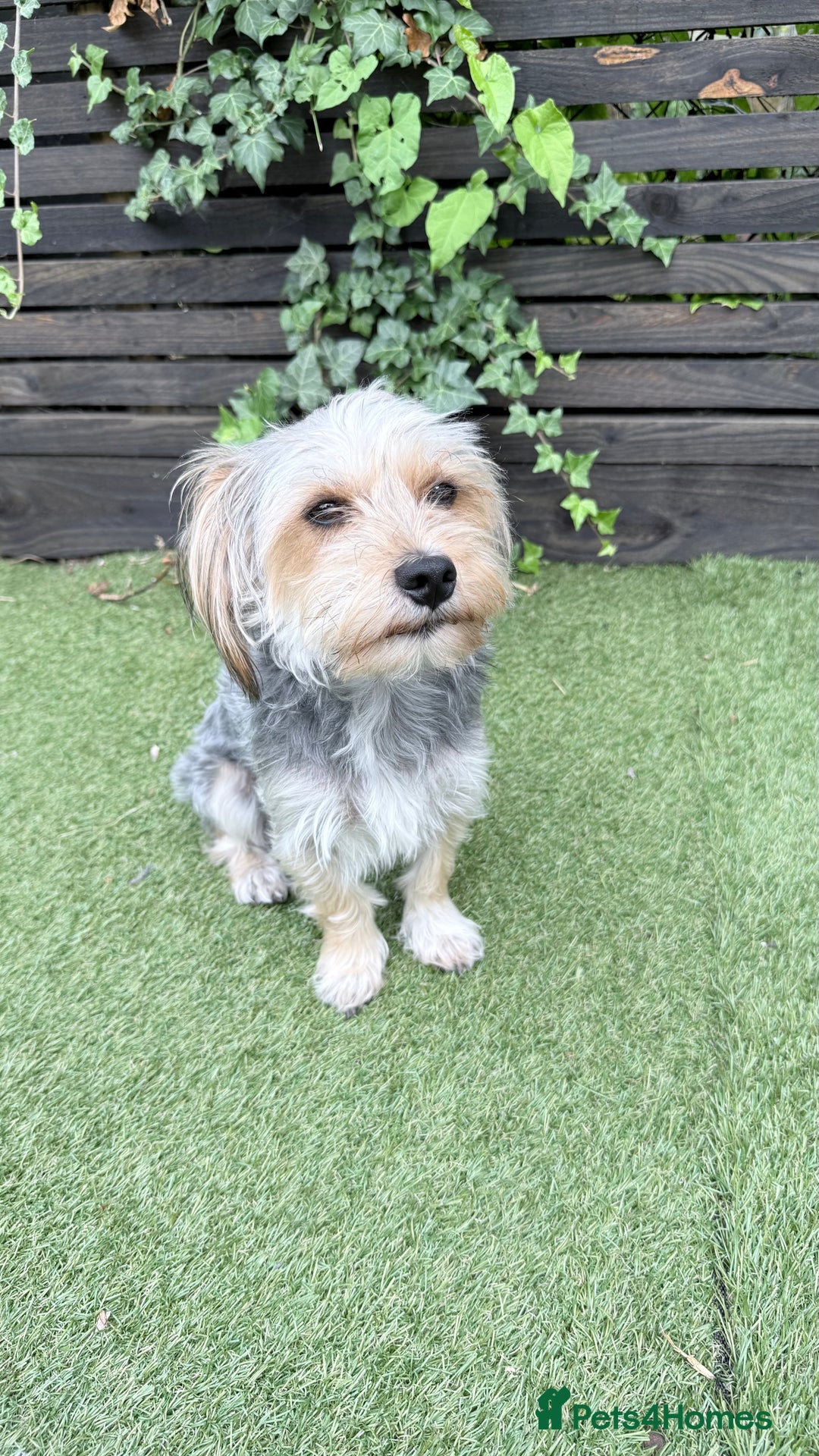 Mixed Breed dogs for sale: 4 gorgeous puppies for sale - Image 18