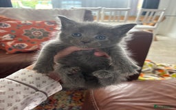Maine Coon cats for sale: Half main coon kittens  - Image 23