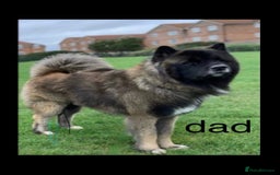 Akita dogs for sale: akita puppies  - Image 4