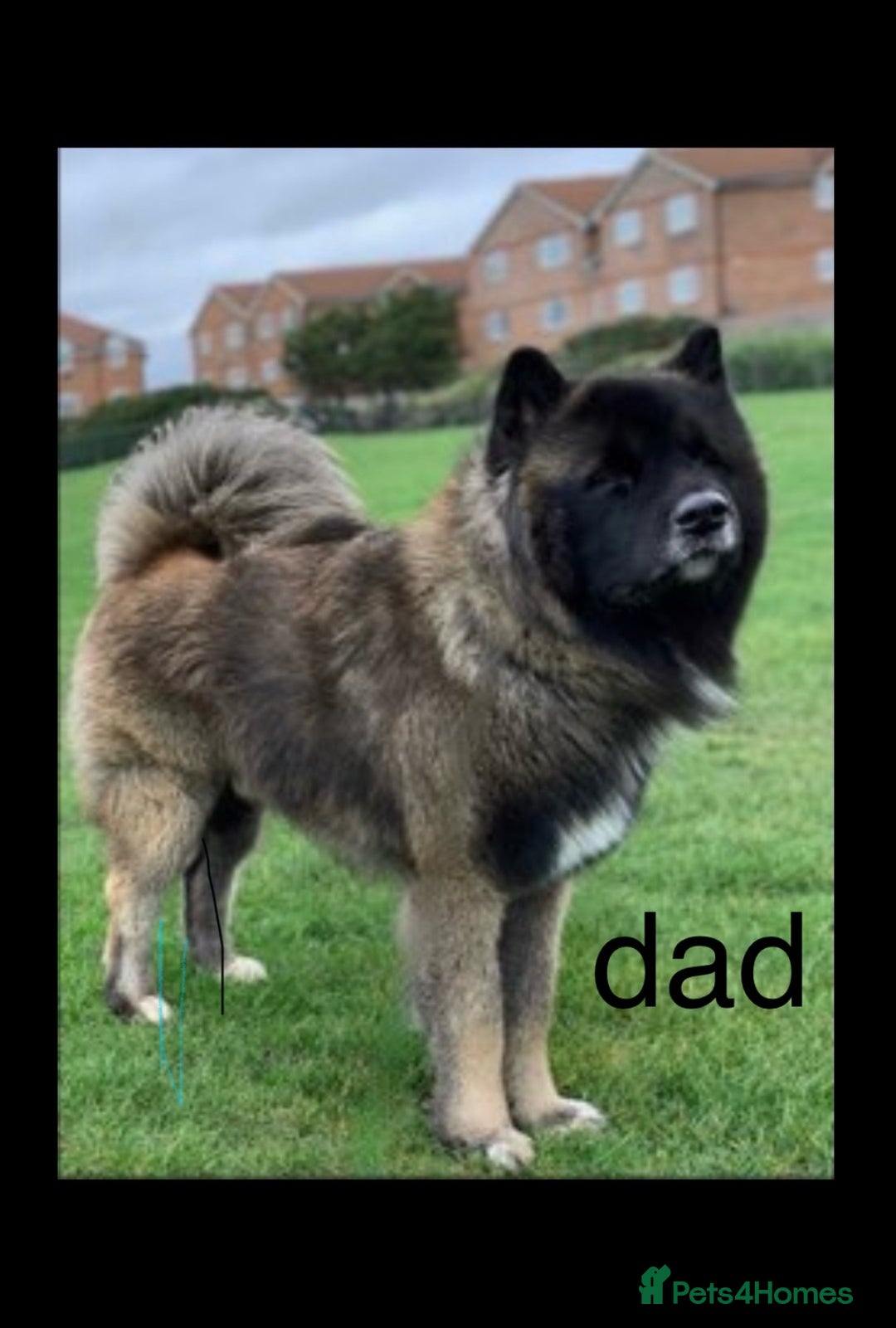 Akita dogs for sale: akita puppies  - Image 4