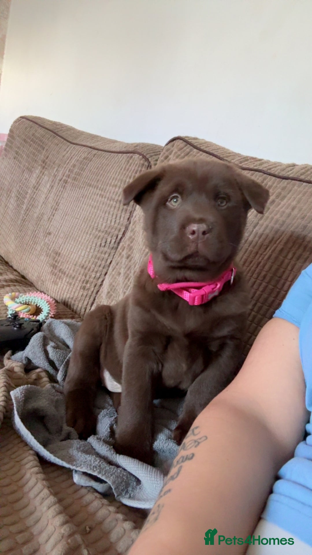 Mixed Breed dogs for sale: Chowdour - Advert 3