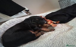 Mixed Breed dogs for sale: KC COCKER X MINI COLLIE PUPS  - Advert 19