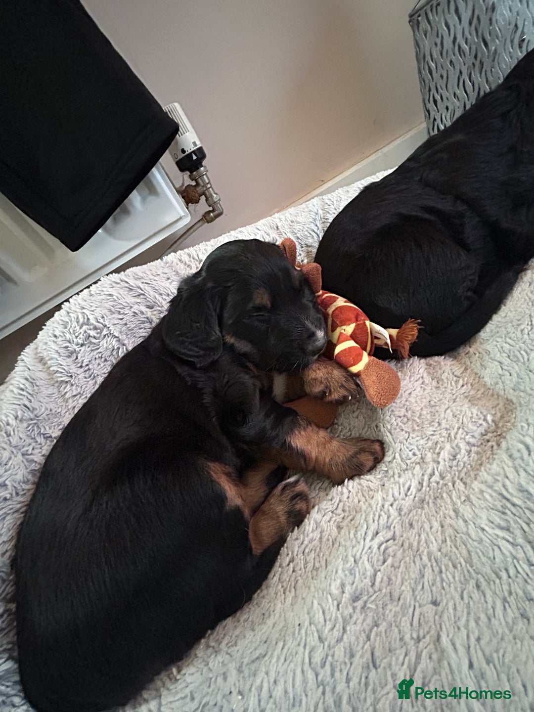 Mixed Breed dogs for sale: KC COCKER X MINI COLLIE PUPS  - Advert 19