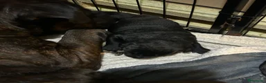 Mixed Breed 4