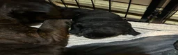 Mixed Breed dogs for sale: Staffrador puppies - Advert 6